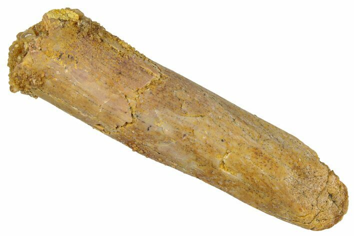 Fossil Sauropod Dinosaur (Titanosaur) Tooth - Morocco #298621